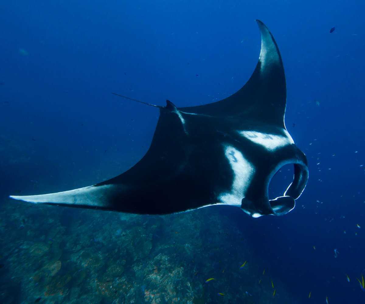 Manta Ray in the ocean