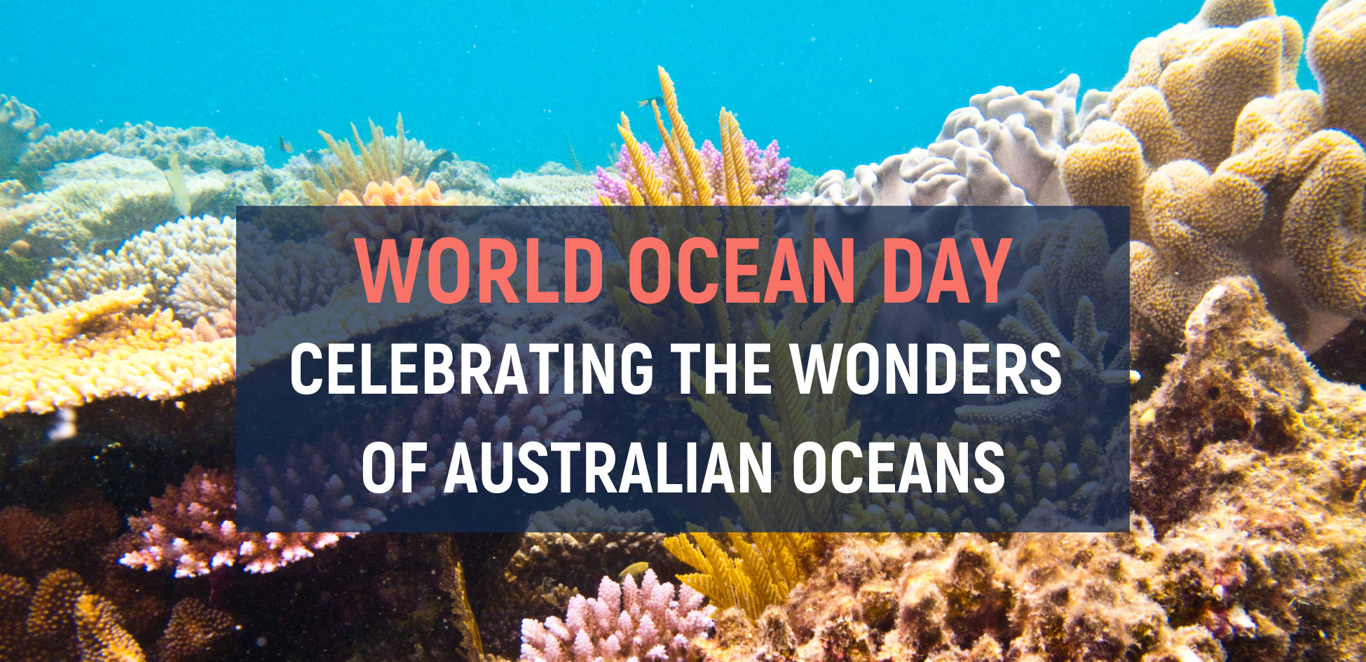 World Ocean Day Celebrating the wonders of Australian oceans