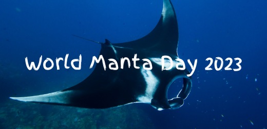 Celebrate World Manta Day with Ocean Armour: Wrap Yourself in Wonder!