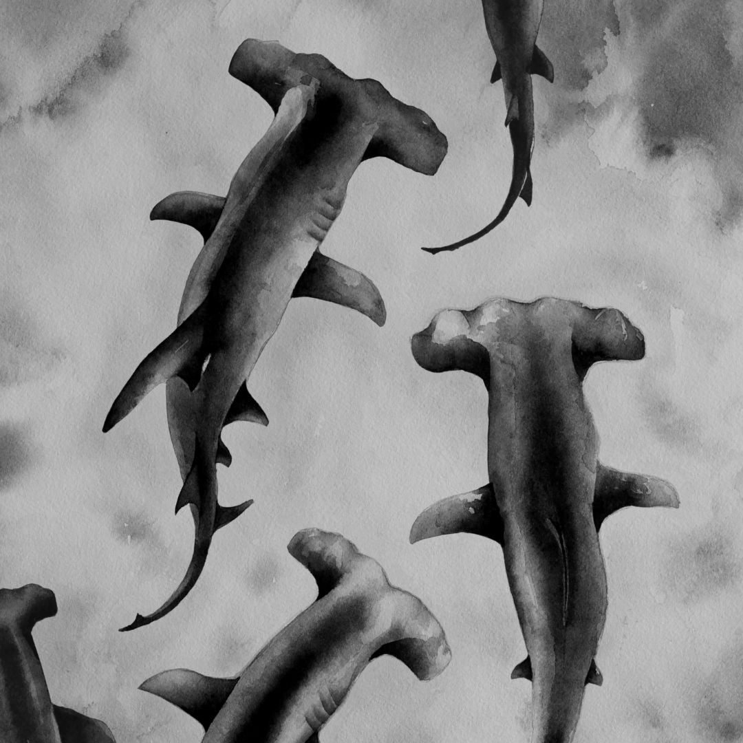 Black-and-white watercolor illustration featuring multiple hammerhead sharks swimming in different directions.